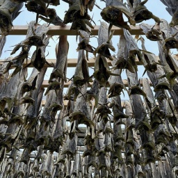 Kabeljau im Freistaat: Der Stockfisch und die Bayern